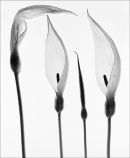 Arum Lilies 2
